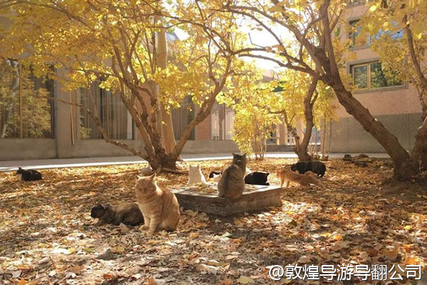 我们是一个青少年游学团,大概20人,想在敦煌开展为期一周的“莫高窟守护者”研学营,需要安排住宿、餐饮、课程和实践活动,有专业机构承接吗?