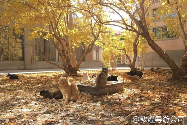 打算和女朋友去敦煌求婚,想在沙漠里搞一个有仪式感的场景,比如用蜡烛摆个心形,再带瓶香槟,有没有团队可以做这种策划?